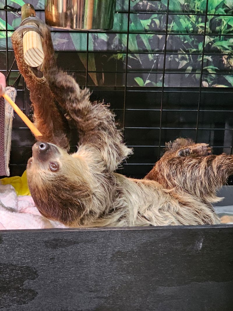 Slow Down And Say Hi To The Sloths