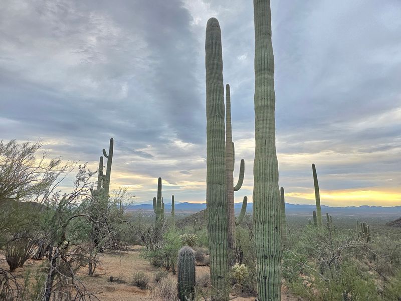 Slow-Growing Giants With Centuries of Patience