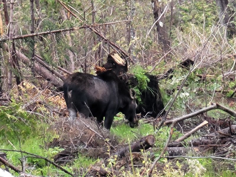 Slow, Personal Moments With Wild Moose