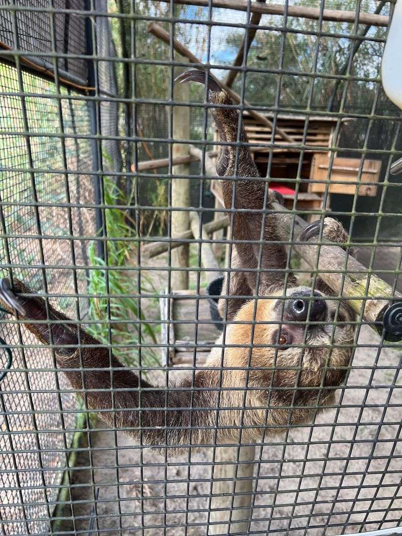 Slow Sloths And Chill Capybaras Up Close