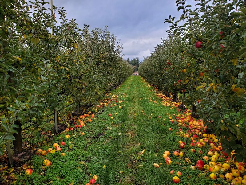Sm'Apples Orchard Sm'Apples Orchard