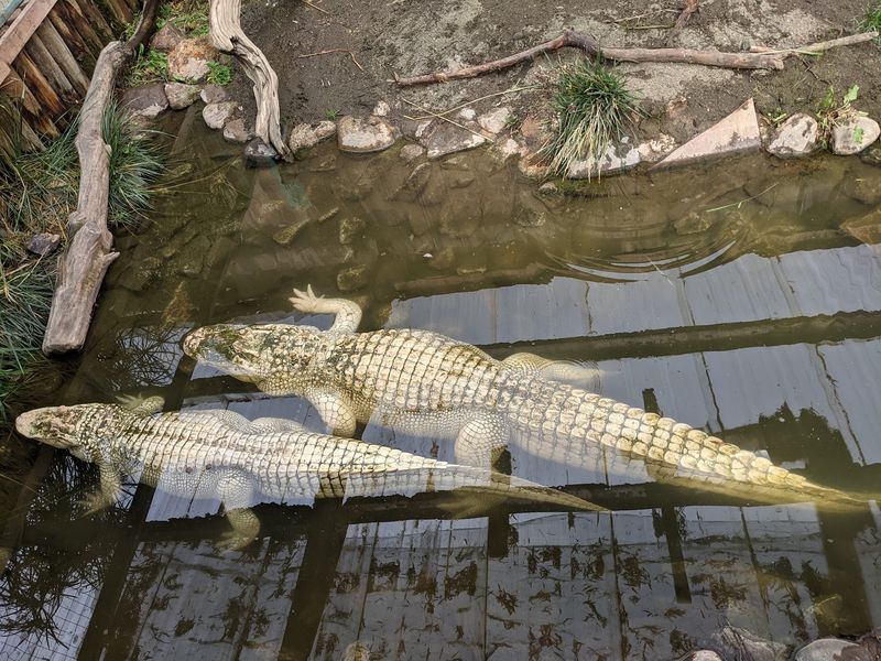 Small Alligator Encounters Put Curiosity First
