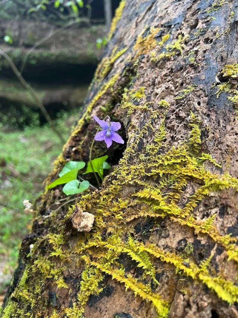 A Carpet Of Green That Defies Reality