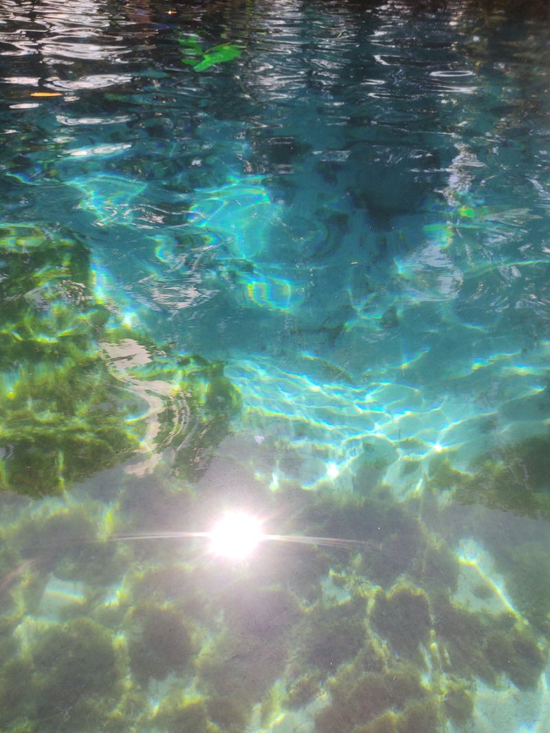 World-Class Scalloping In Summer Months