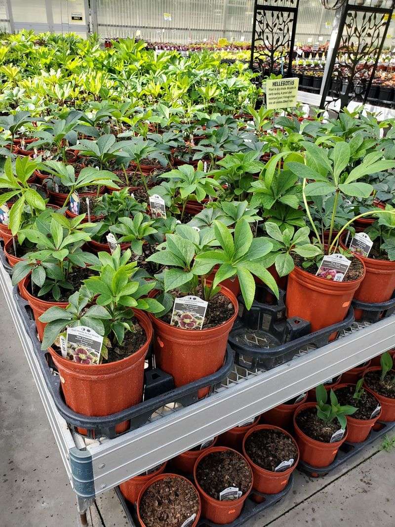 Smart Tips For Getting Your Plants Home Happy