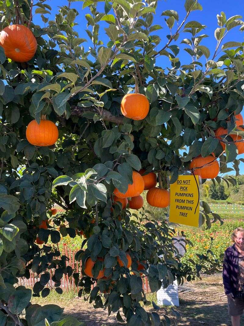 Smolak Farms Smolak Farms