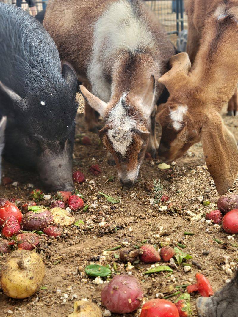Snack Time For Horses, Donkeys, Pigs, And Goats