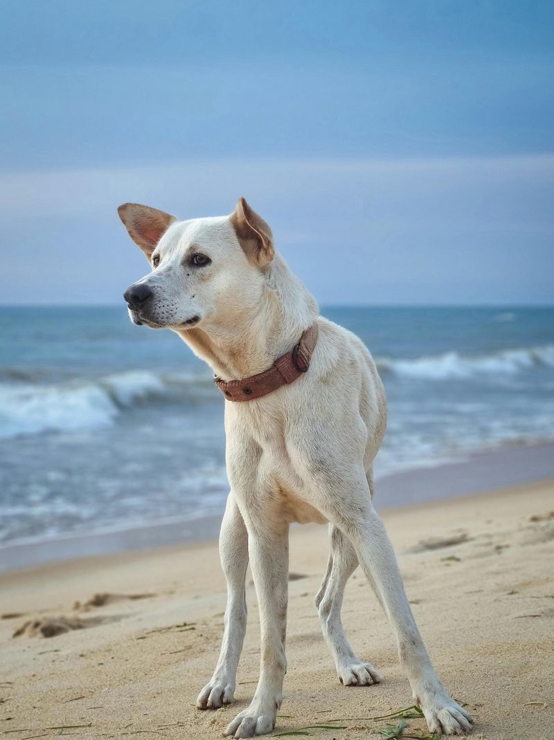 Bringing the Dog Along