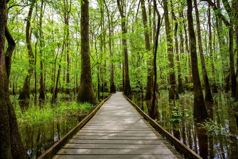 Snakes, Gators, and Wildlife Around Every Turn