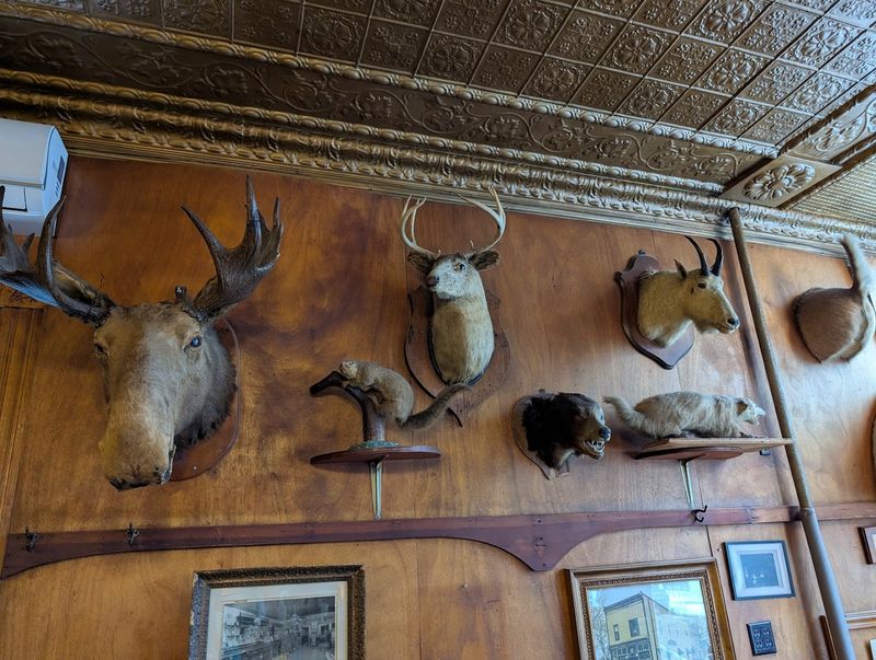 Check Out The Taxidermy Collection