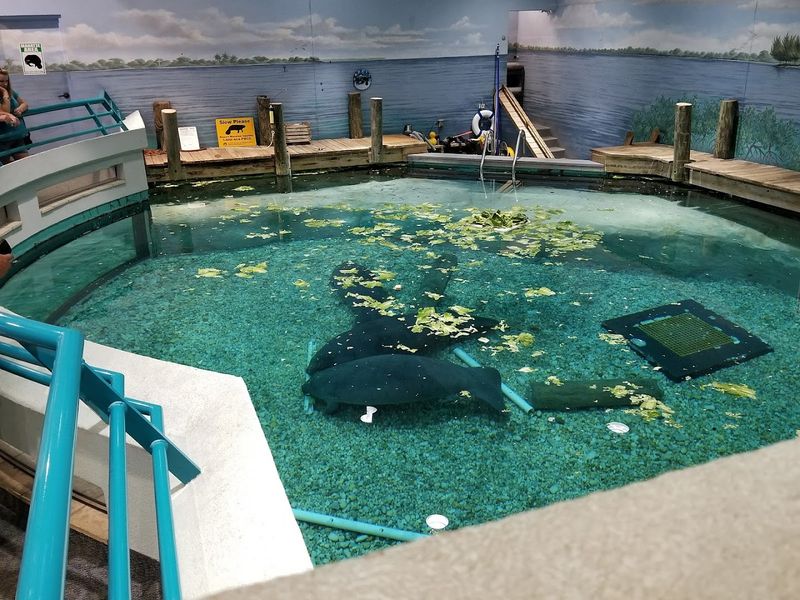 He Was A Beloved Symbol Of Manatee Conservation