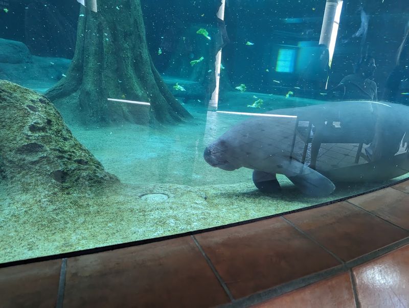 He Was Part Of Important Manatee Research For Decades