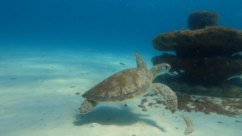 Snorkeling And Diving Reveal A Whole Other World Underwater Snorkeling And Diving Reveal A Whole Other World Underwater