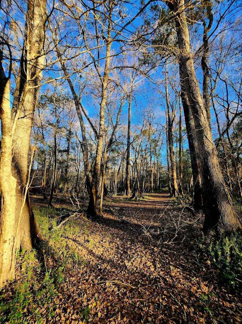 The Nature Trail And The Smaller Springs Along The Way
