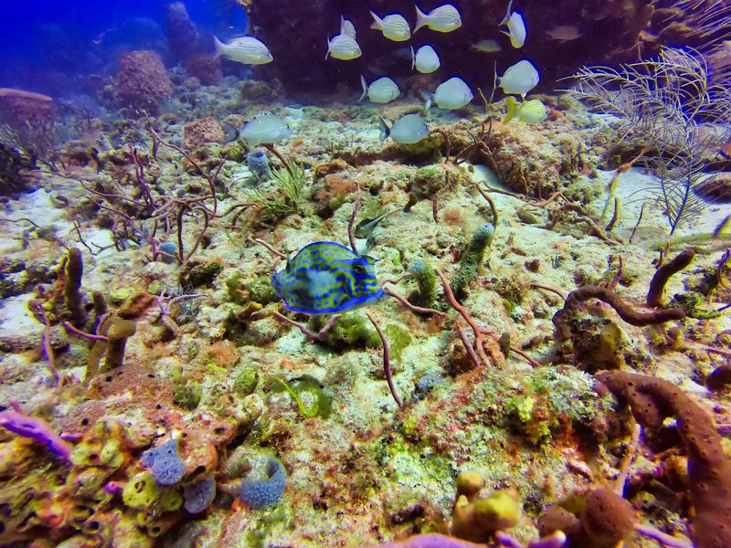 Snorkeling The Nearshore Reef Reveals A Colorful World Just Minutes From The Beach