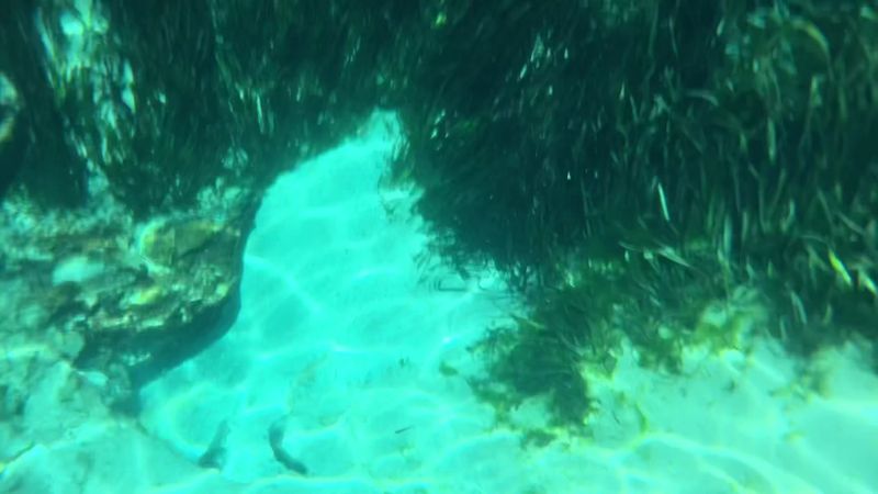 Snorkeling With Fish And Eel Grass