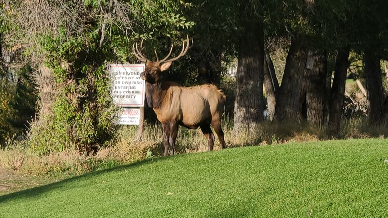 Estes Park Winter Festival