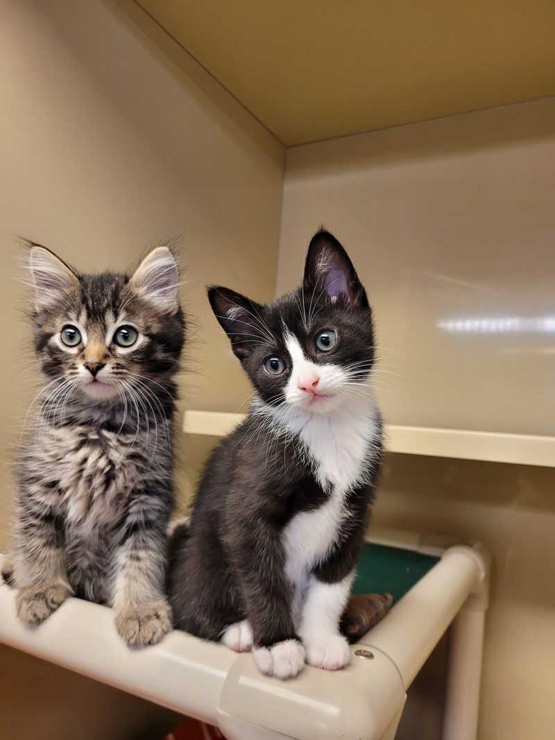 Snuggle Sessions and Fishing for Kittens