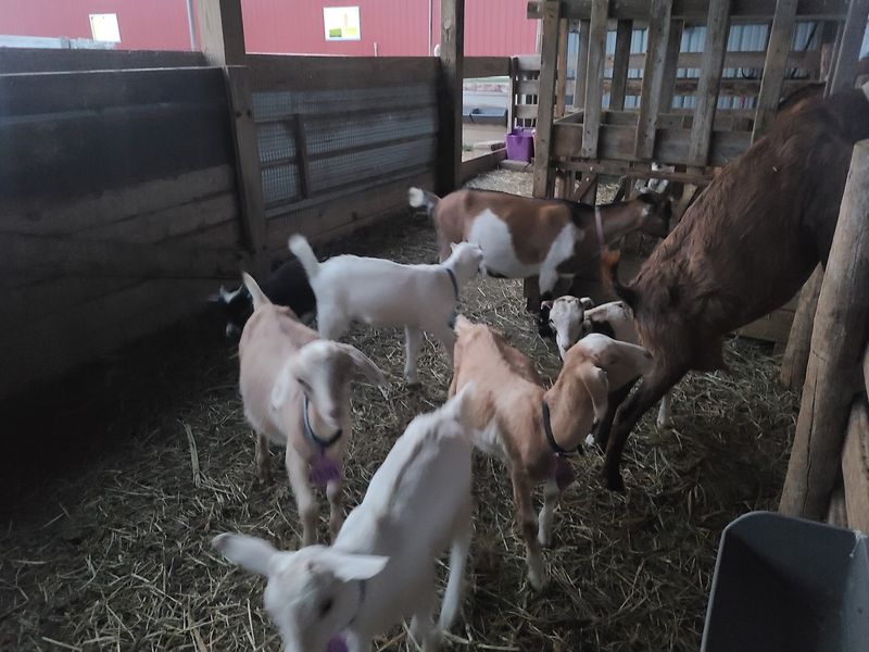 Snuggling Goats, Ducklings, and More