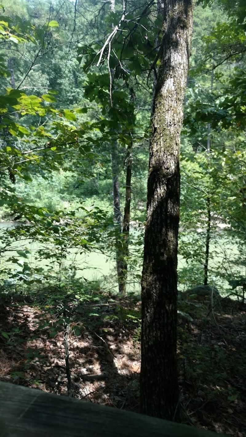 Soft Forest Paths In The Shade