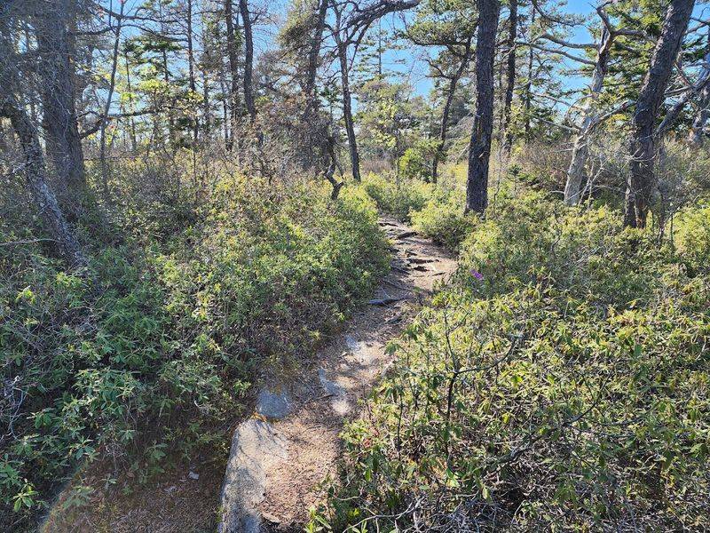 Solitude At The Edge Of Maine