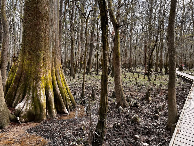 Some Of The Tallest Trees In The East