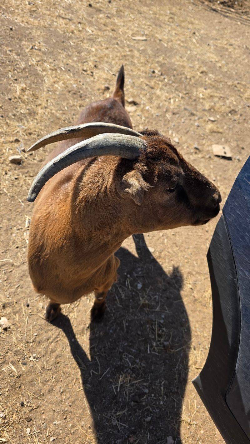 Some Residents Are Hoping For A Forever Home
