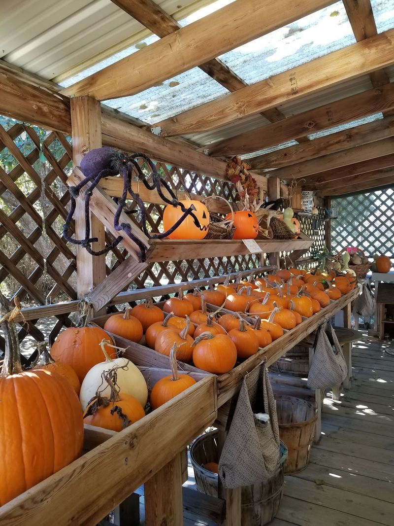 Something From the Farm