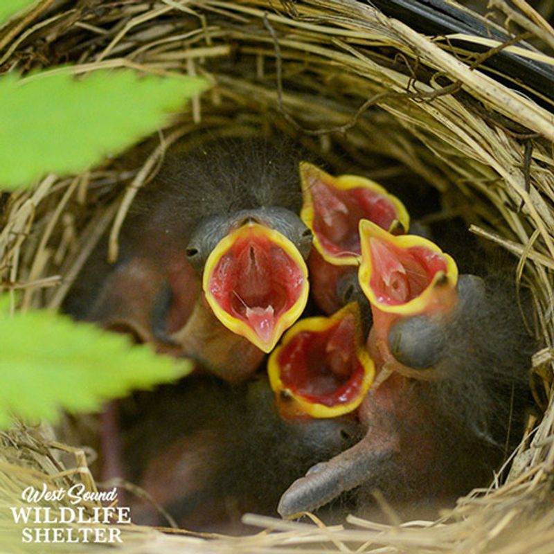 Songbirds, Squirrels, and the Little Lives That Matter