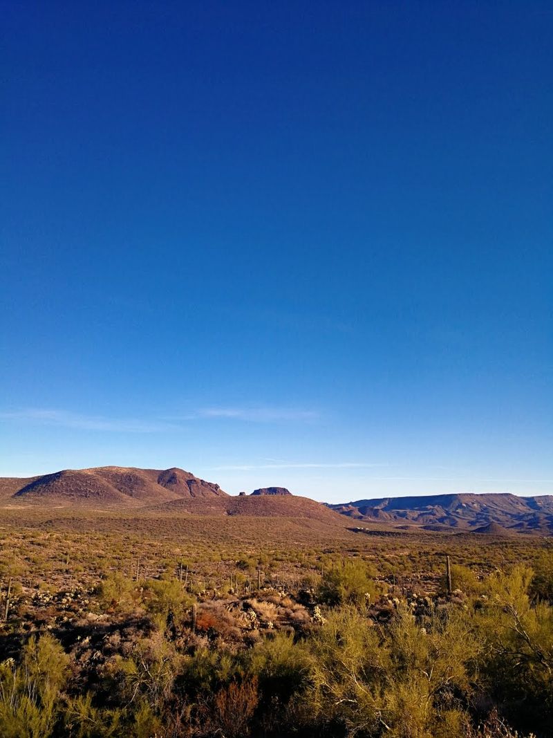 Sonoran Plants Lining the Way