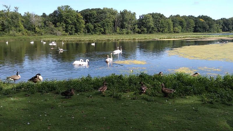 Interpreted Signs And Subtle Histories