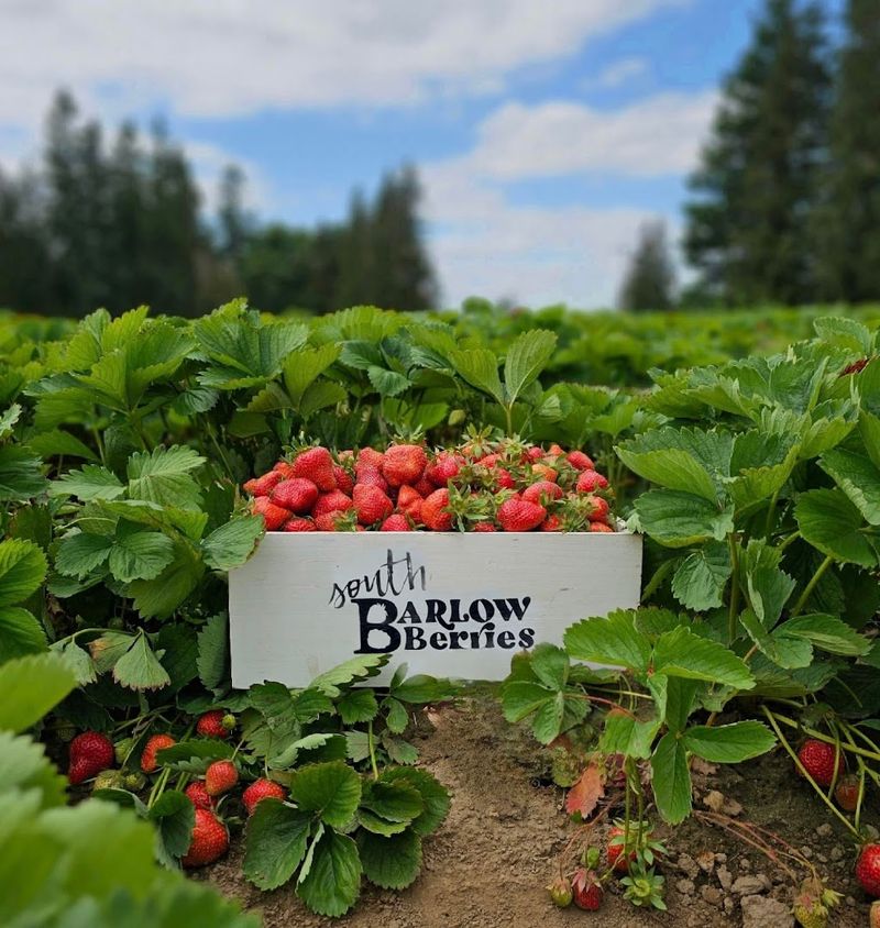 South Barlow Berries South Barlow Berries