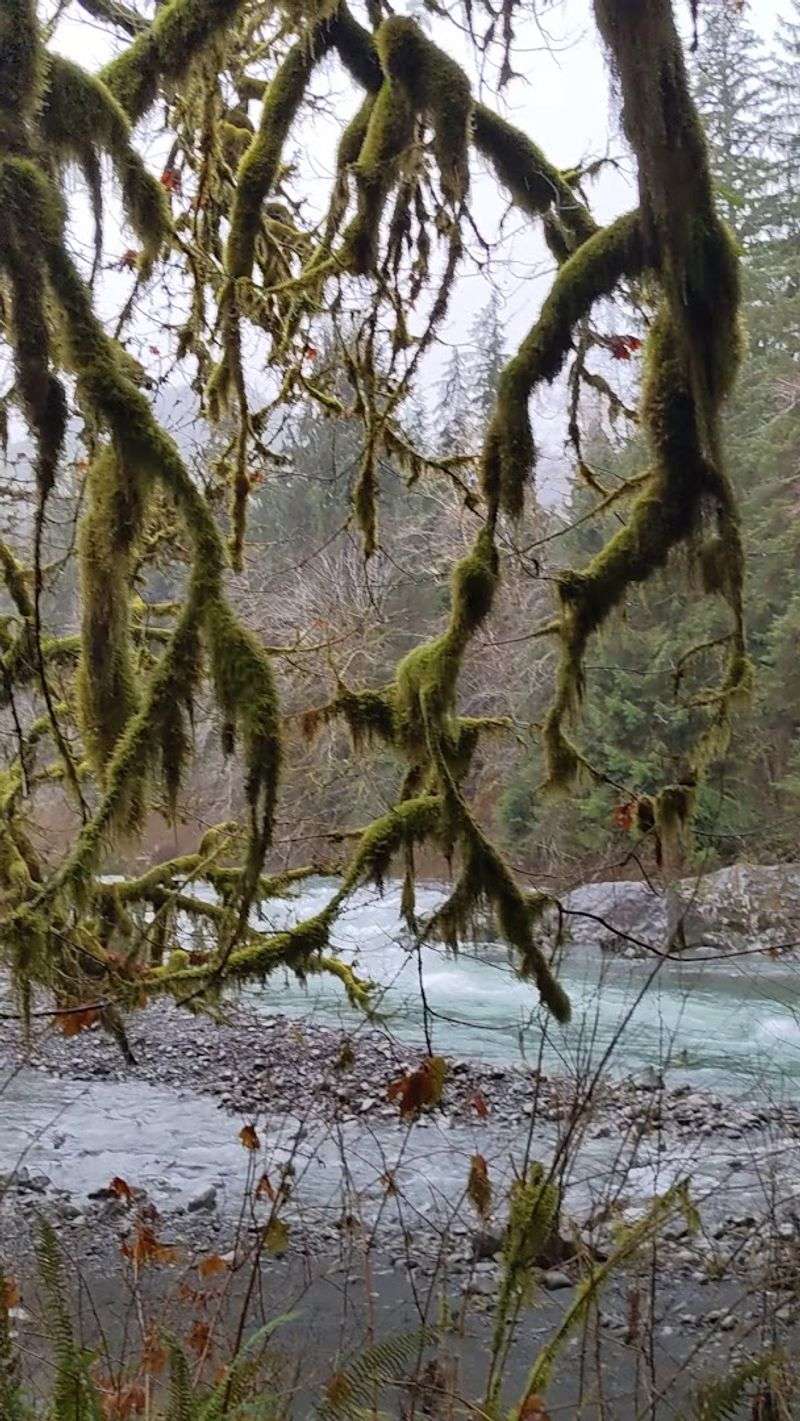 South Fork Hoh Campground, Olympic Peninsula South Fork Hoh Campground, Olympic Peninsula