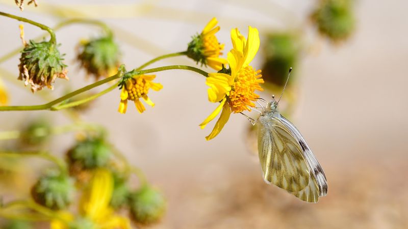 Estrella Mountain Regional Park