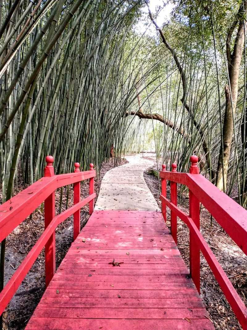 Towering Bamboo Forest That Transforms Space