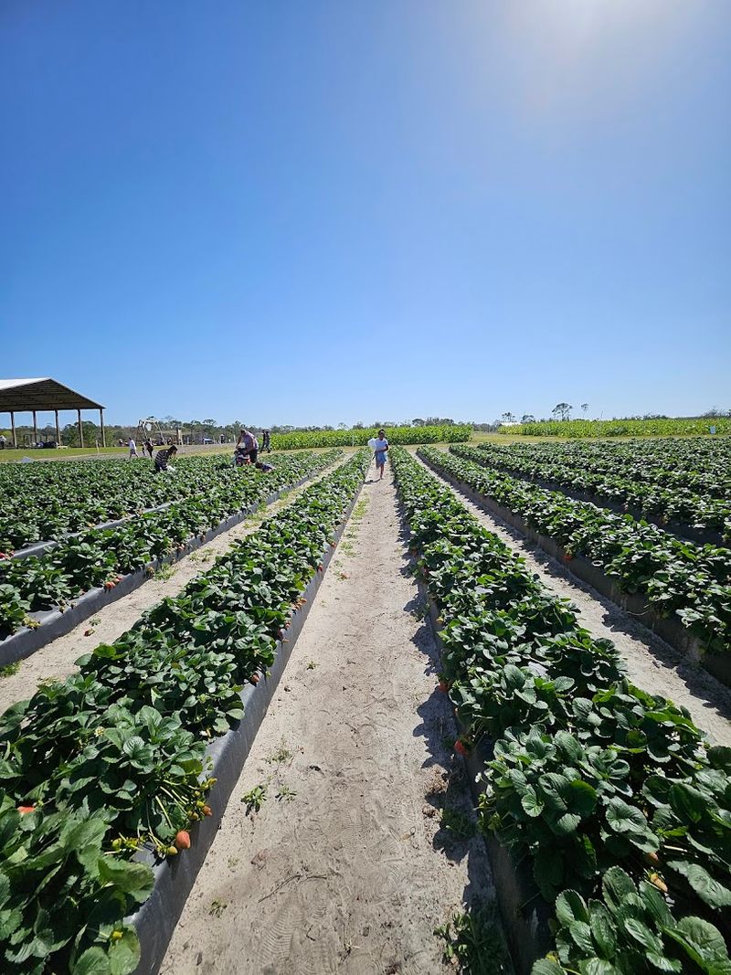 Amber Brooke Farms, Eustis
