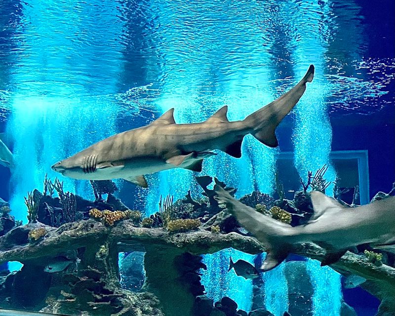 OdySea Aquarium In Scottsdale Delivers An Ocean Adventure In The Desert