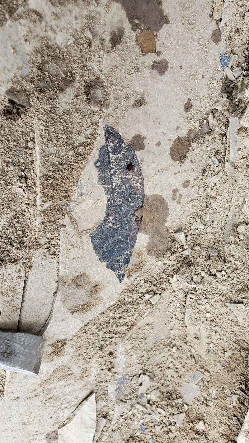 Souvenirs With A Fifty-Million-Year Pedigree