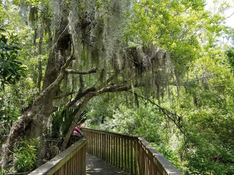 Spanish Moss And Sea Turtles Keep Nature Front And Center Spanish Moss And Sea Turtles Keep Nature Front And Center