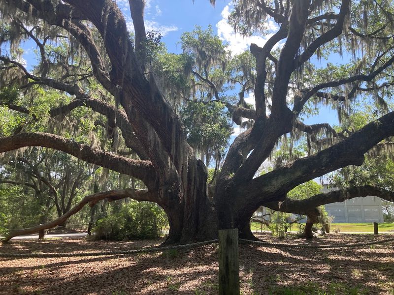 Spanish Moss Drapes Every Oak