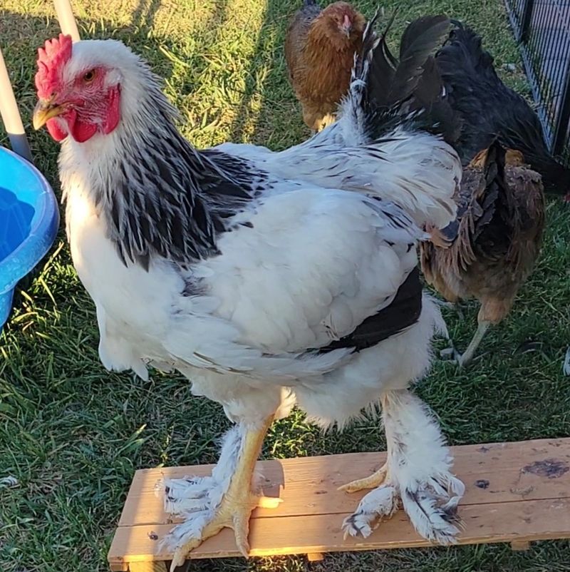 Special Care for Roosters, Ducks, and Hens Special Care for Roosters, Ducks, and Hens