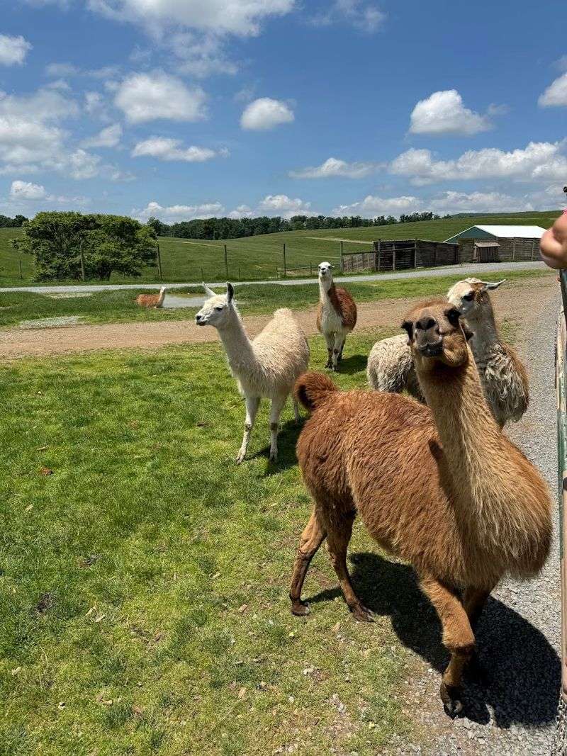 Accessibility, Comfort, And Practical Visitor Perks