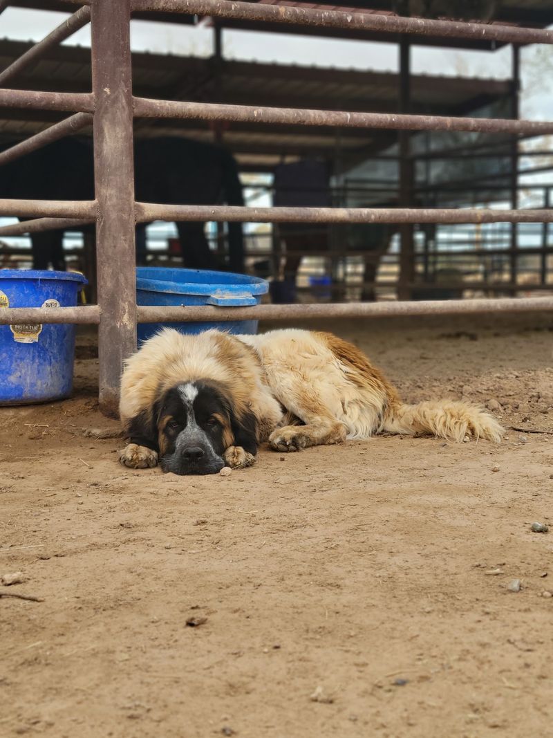 Special Needs And Senior Animals Get Extra Love