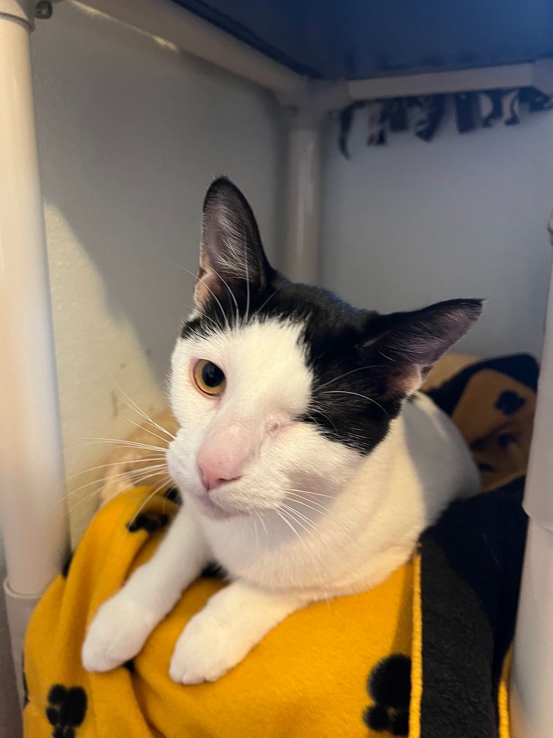 Special Needs Cats Get Their Own Spotlight Special Needs Cats Get Their Own Spotlight