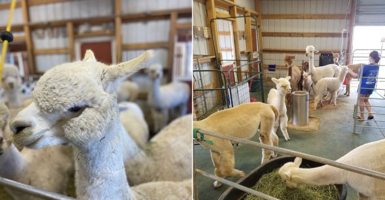 Spend A Day With Charming Alpacas At This Colorado Family Farm