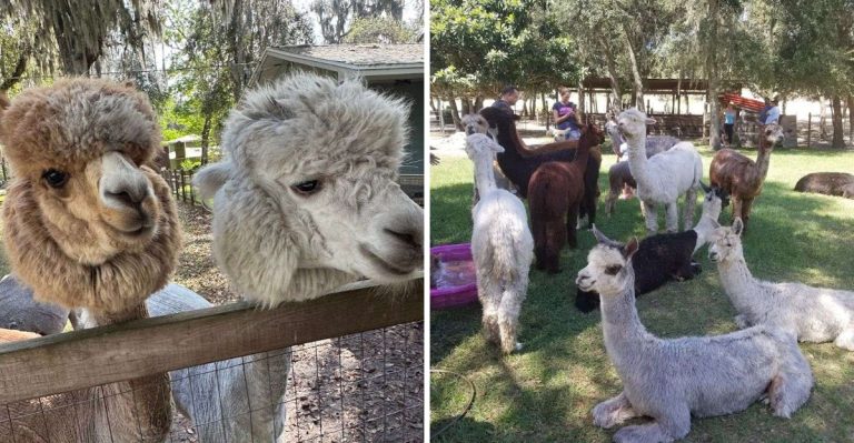Spend A Day With Charming Alpacas At This Florida Family Farm