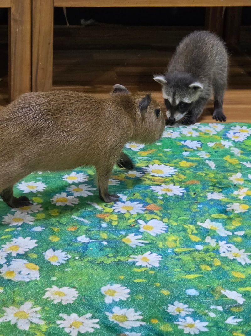 Spice Joins The Capybara Crew For Double The Cuteness