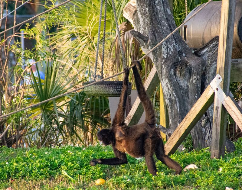 Spider Monkeys Are The Real Stars Here Spider Monkeys Are The Real Stars Here