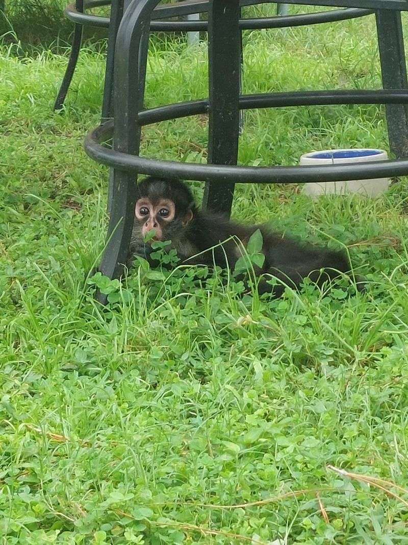 Spider Monkeys With Personalities Bigger Than The Enclosure Spider Monkeys With Personalities Bigger Than The Enclosure