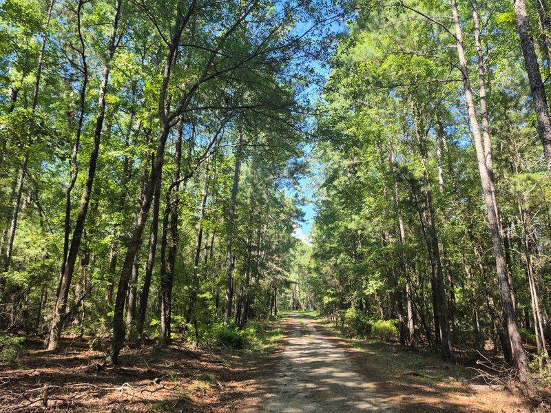 Spider Web Trails Hint At The Forest's Biological Activity
